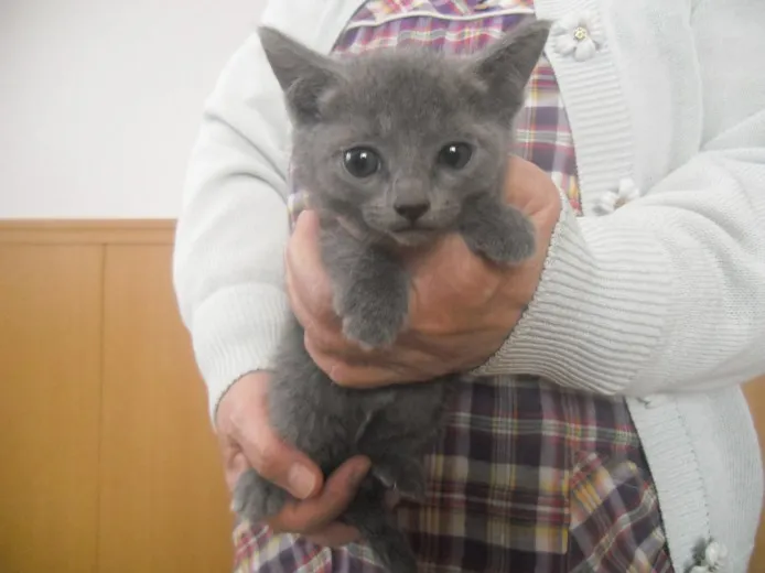 ID：1310-00401の子猫