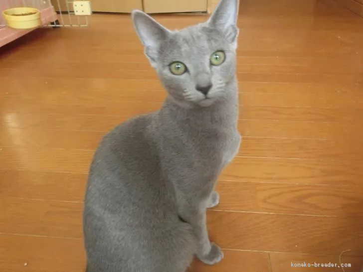 ID：2010-01080の子猫