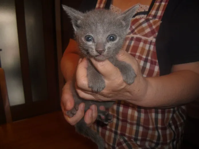 mi 様のお迎えした子猫