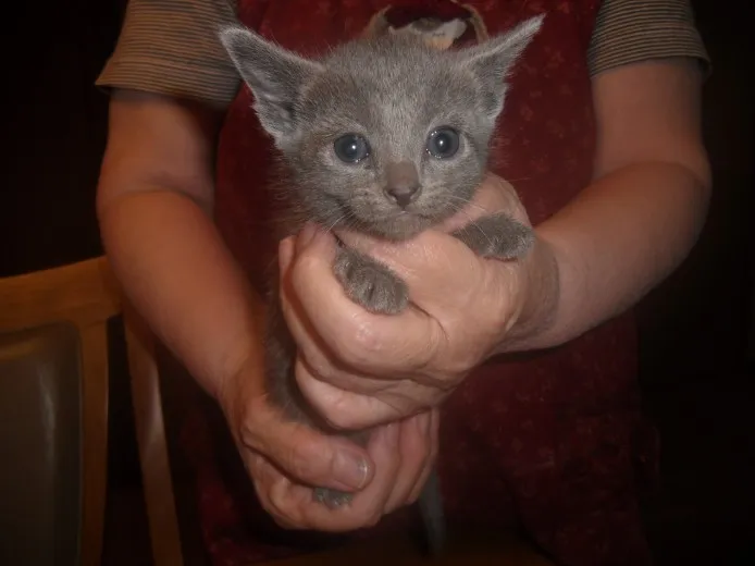 ID：1305-00202の子猫