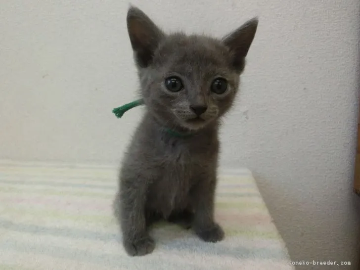 もも 様のお迎えした子猫