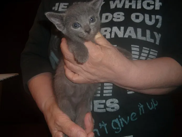 ID：1304-00190の子猫
