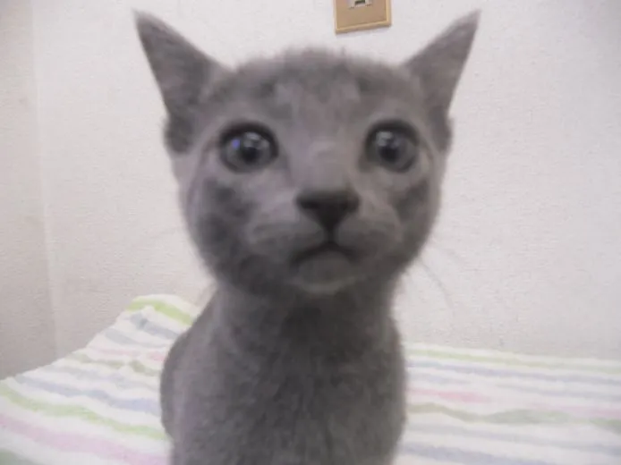 ID:1501-00027の子猫