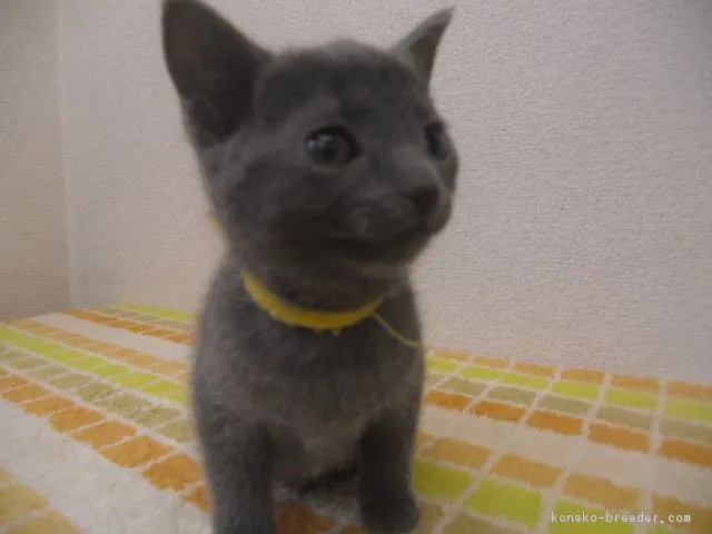 さくら 様のお迎えした子猫