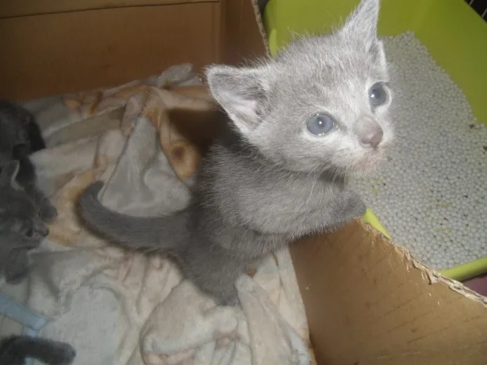 ID：1304-00033の子猫