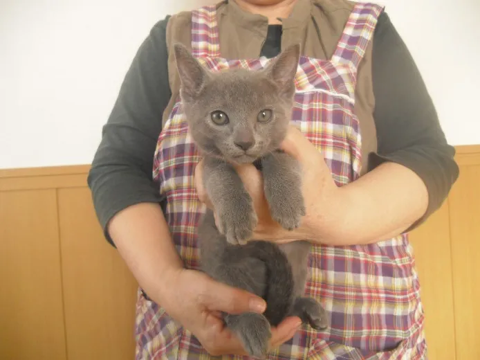 ID：1311-00105の子猫