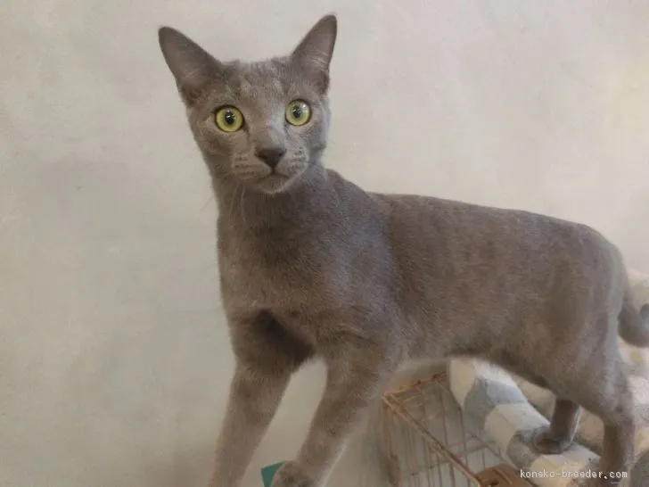 ID:2005-00775の子猫