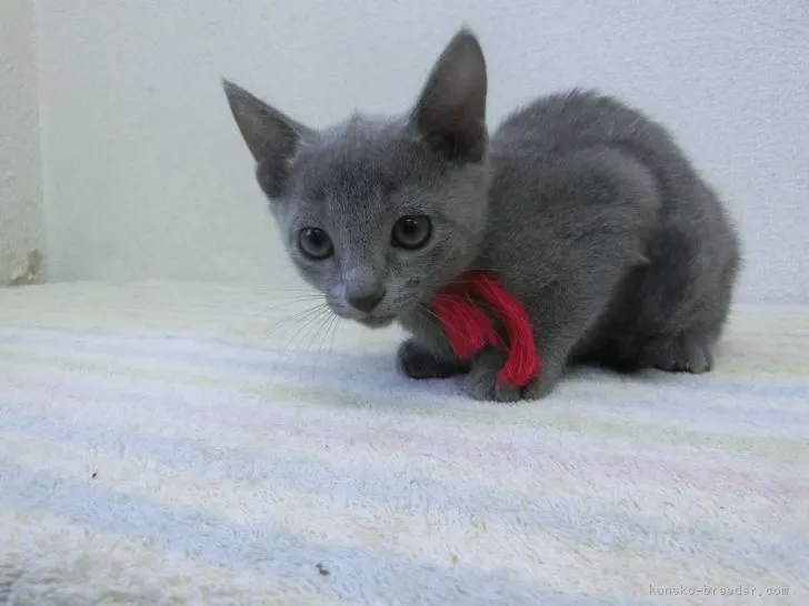 ひげメガネ 様のお迎えした子猫