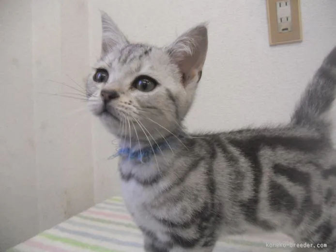 京都府 あき 様のお迎えした子猫