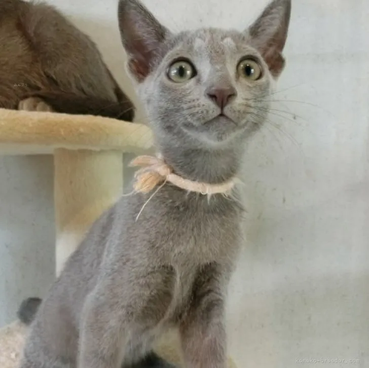 ID:2308-02341の子猫