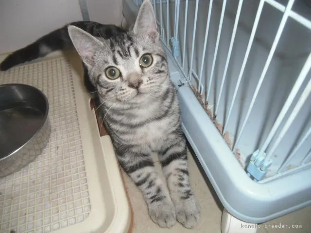 碧の空（滋賀Ｋ） 様のお迎えした子猫