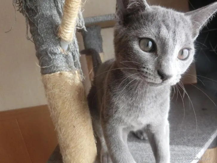 ID:2010-01081の子猫