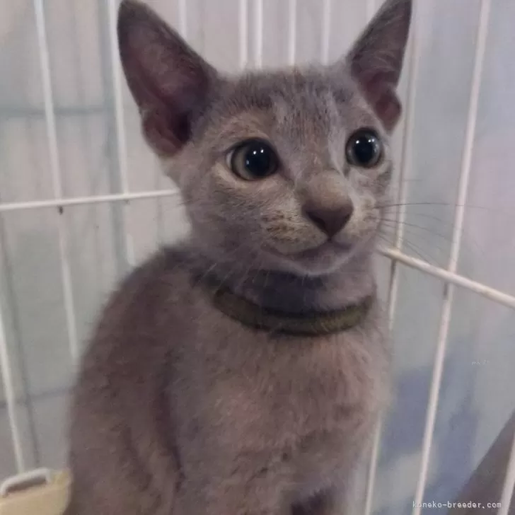 ID：2409-00306の子猫