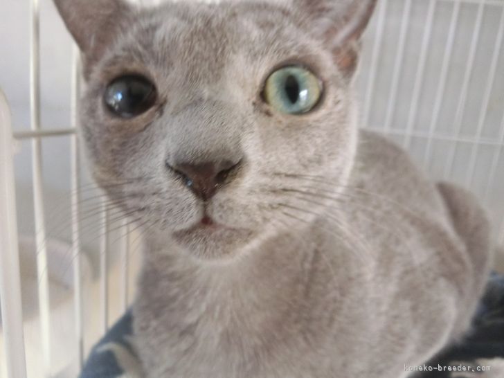 シーバ2023 様のお迎えした子猫