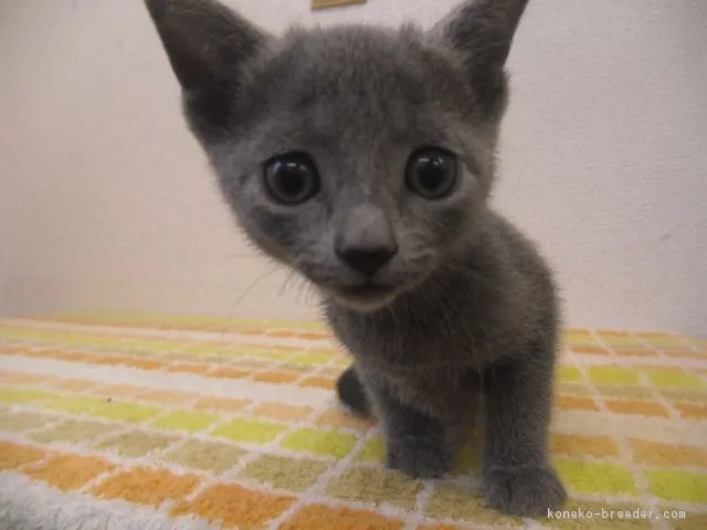 ID：1605-00018の子猫