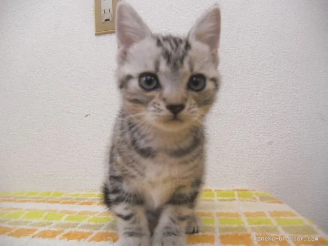 S.Y 様のお迎えした子猫