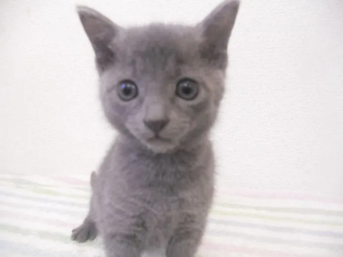 むらさき 様のお迎えした子猫