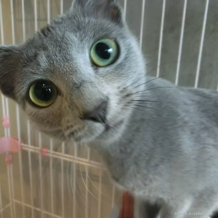 ID：2308-02340の子猫