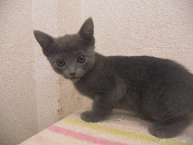 星 様のお迎えした子猫