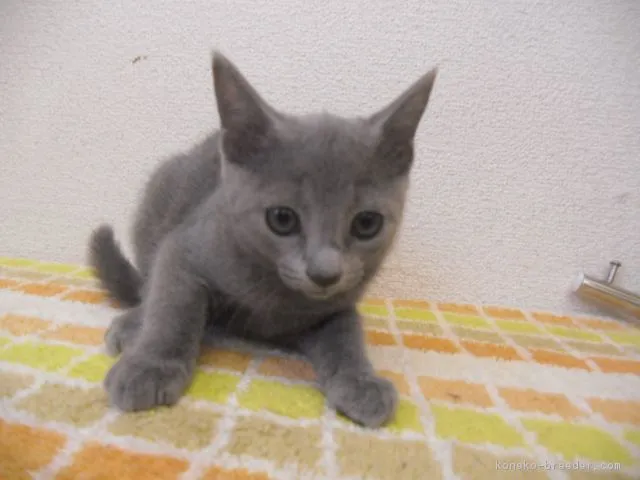 ID：1606-00083の子猫