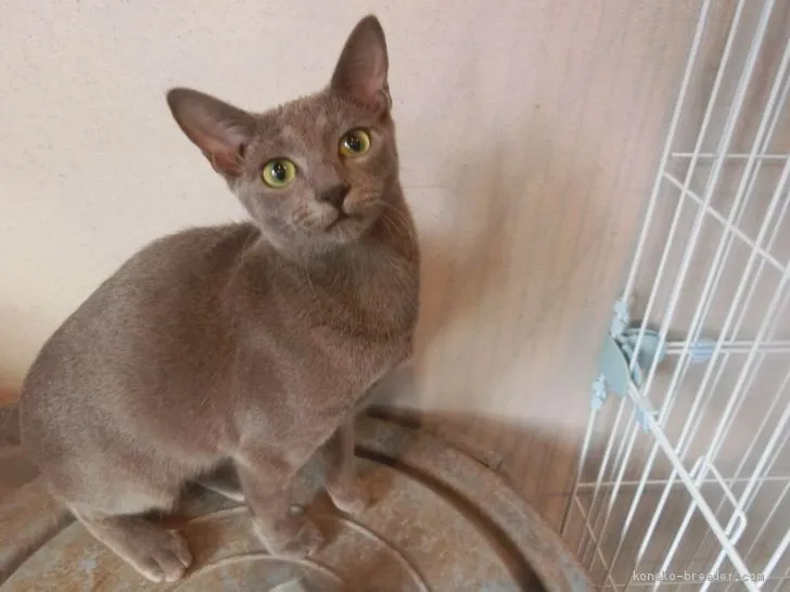 ID：2005-00776の子猫