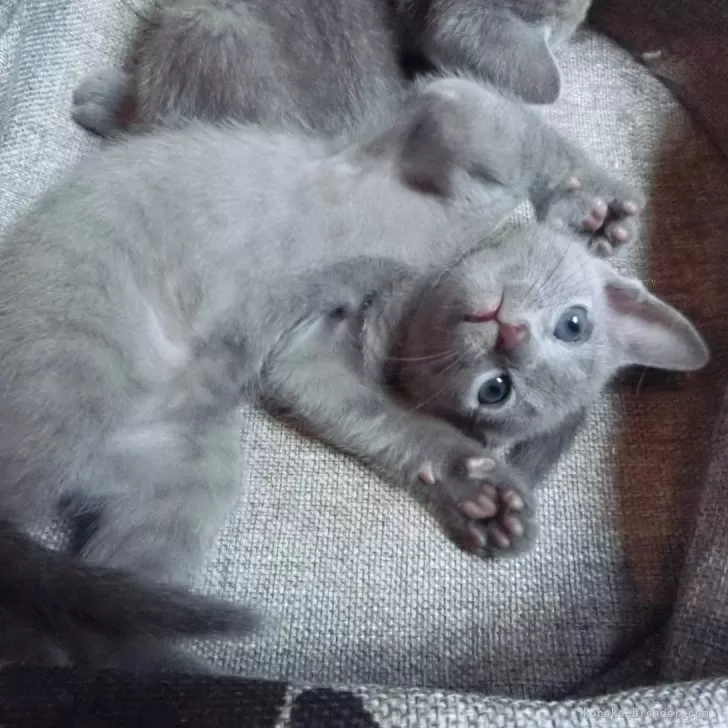 ID:2409-00305の子猫