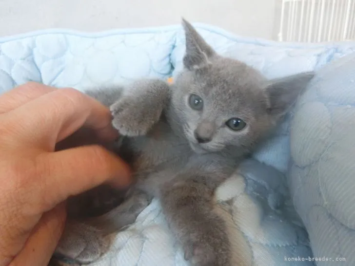 ID:2106-02067の子猫