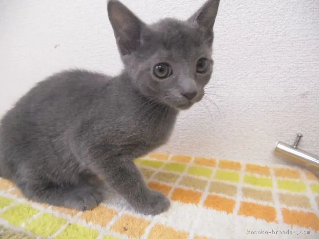 ID：1606-00081の子猫