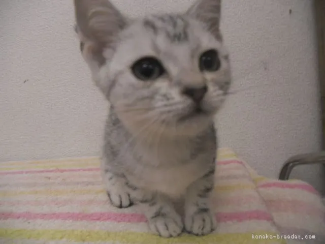 モリタケ 様のお迎えした子猫