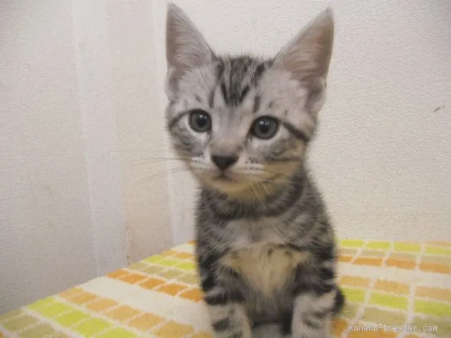 ジンベエ 様のお迎えした子猫