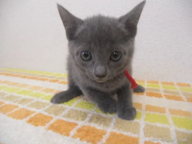 ID:1604-00057の子猫