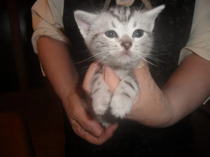 ID：1305-00056の子猫