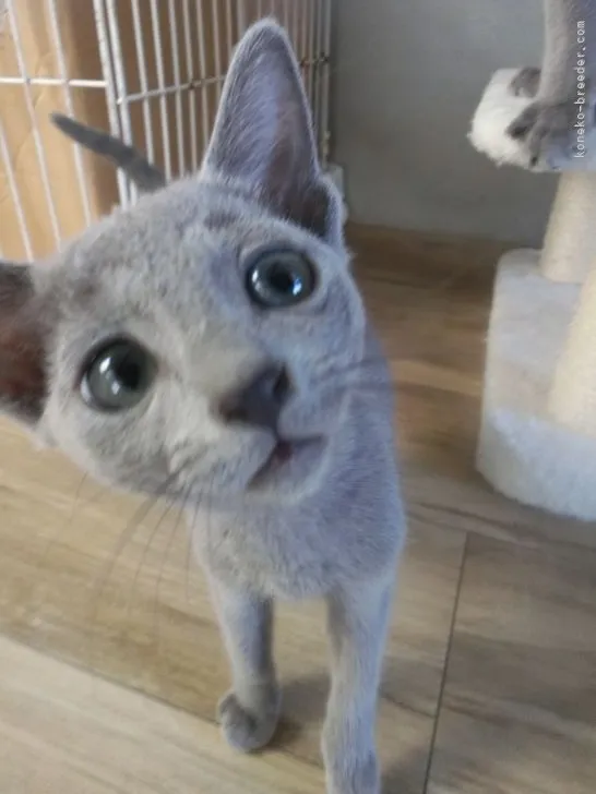 ID:2109-02549の子猫