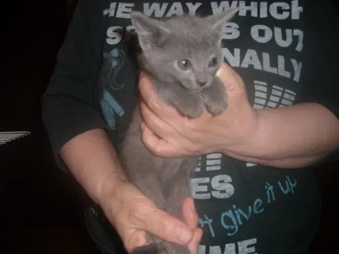 ID：1304-00191の子猫