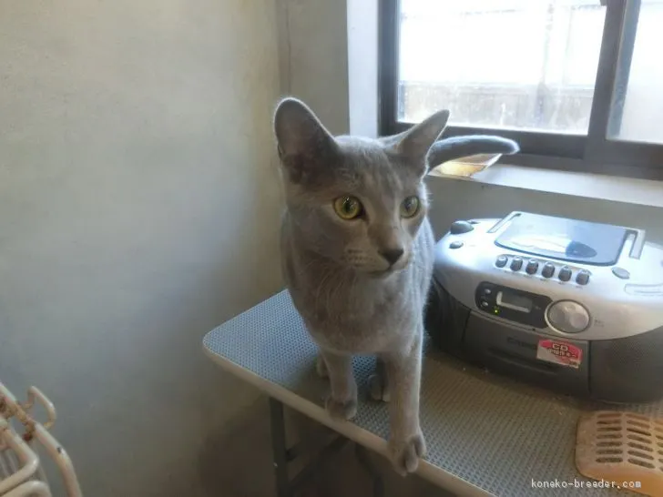 ID:2005-00774の子猫