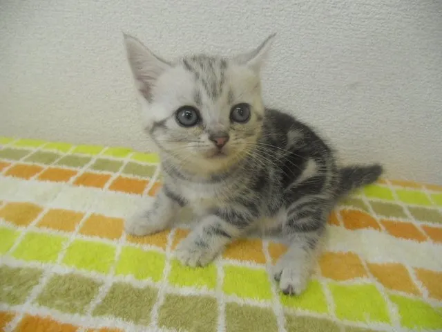 milk 様のお迎えした子猫