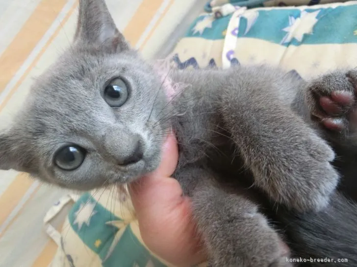 まっきょ 様のお迎えした子猫