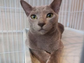 ロシアンブルー【兵庫県・男の子・2019年5月3日・ブルー】の写真「去勢手術済」