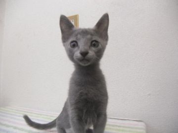 ロシアンブルー【兵庫県・男の子・2015年4月4日・ブルー】の写真「顔のかわいい人懐こい子」