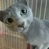 ロシアンブルー【兵庫県・女の子・2023年7月6日・ブルー】の写真1