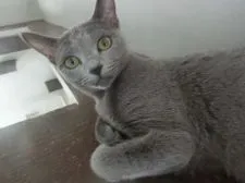 ロシアンブルー【兵庫県・女の子・2021年4月29日・ブルー】の写真4