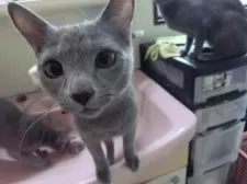 ロシアンブルー【兵庫県・男の子・2024年10月27日・ブルー】の写真11