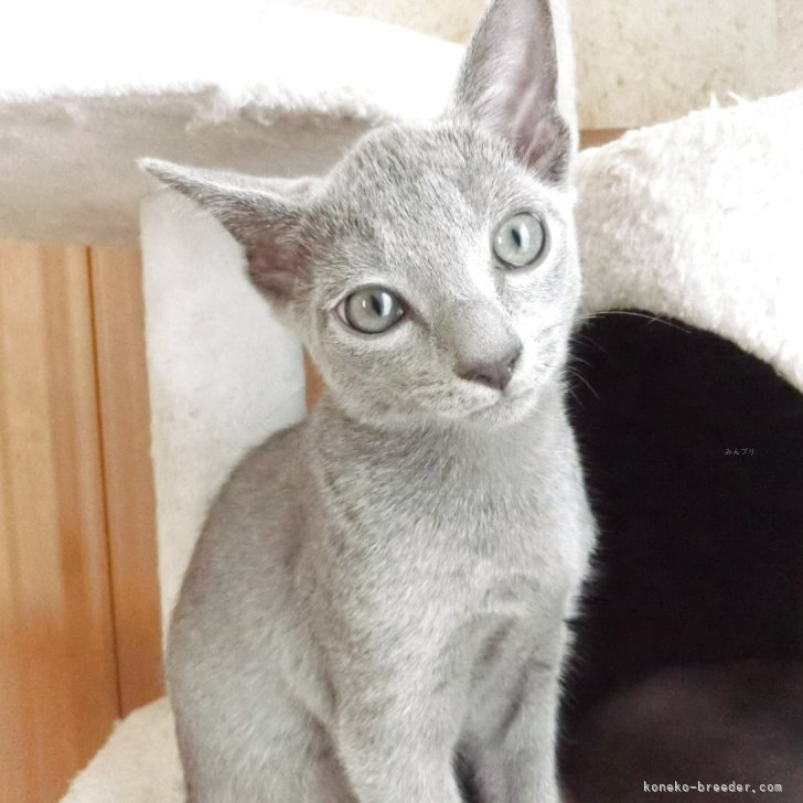 ブリーダー画像