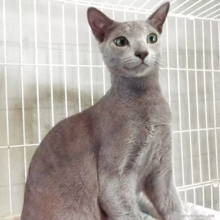 ID:2410-01580の子猫