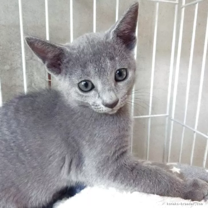ロシアンブルー【兵庫県・女の子・2025年8月21日・ブルー】の写真1