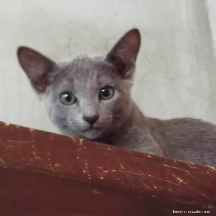 T.S 様のお迎えした子猫