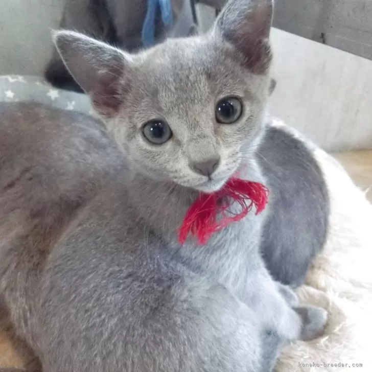 ID：2504-03060の子猫