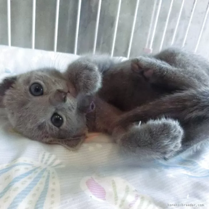 ロシアンブルー【兵庫県・女の子・2025年3月19日・ブルー】の写真1