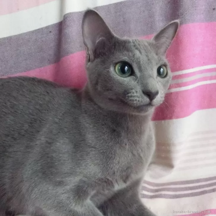 ID:2407-00422の子猫