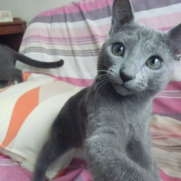 ロシアンブルー【兵庫県・男の子・2024年10月27日・ブルー】の写真「人懐こく元気な子 去勢手術済」